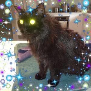 Meet your Posher, Janine